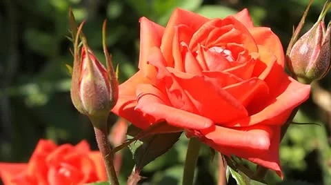 Roses Stock-Footage 11427866