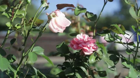 Roses Stock Footage 12087752