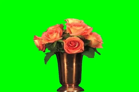 Roses Video stock 18426155