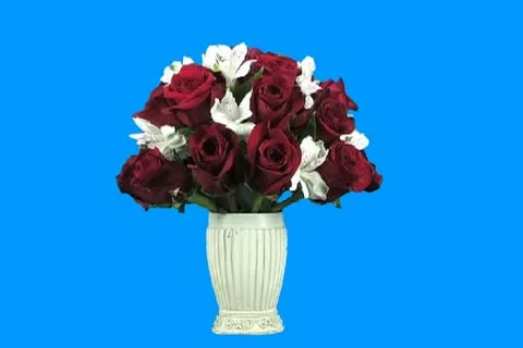 Roses Stock Footage 19183819