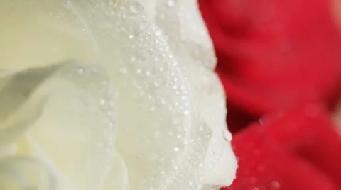 Roses Stock Footage 24806506