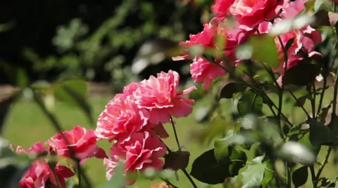 Roses Stock Footage 30478747
