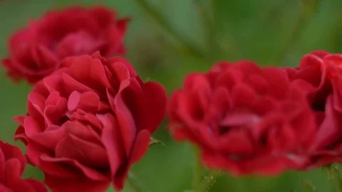 Roses Stock Footage 94073178