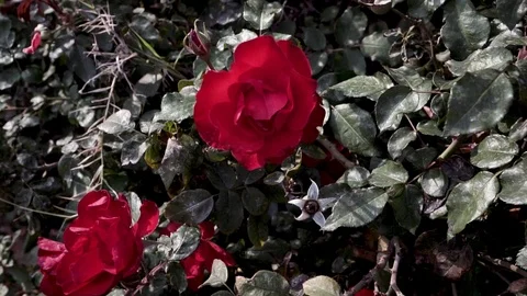 Roses Stock Footage 102219971