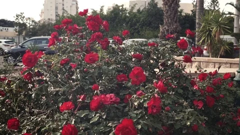Roses Stock Footage 102219975