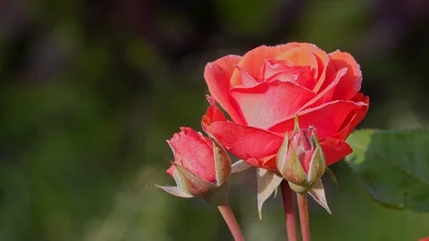 Roses Stock Footage 114689834
