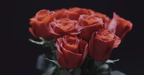 Roses Stock Footage 127129389