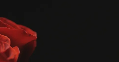 Roses Stock Footage 127129450