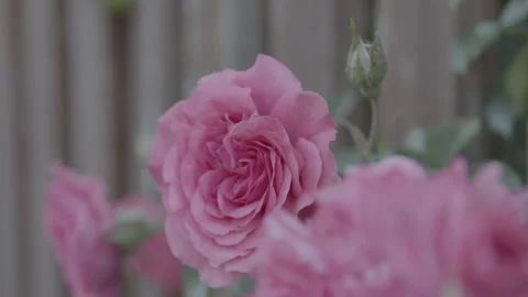 Roses 库存影片 133222209