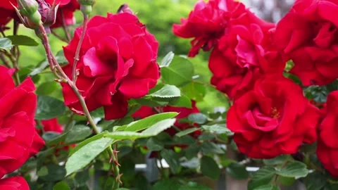 Roses Stock Footage 192429160