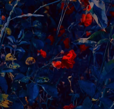 Roses Stock Footage 202052691