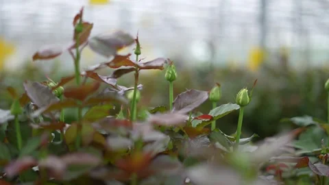 Roses Stock Footage 255833487