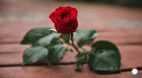 Roses Video stock 258255928