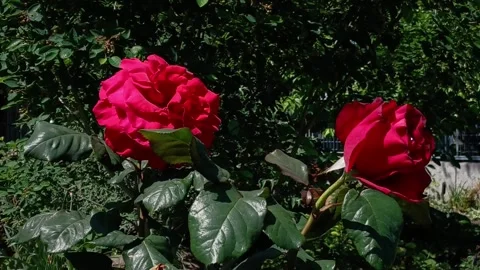 Roses Stock Footage 276992637