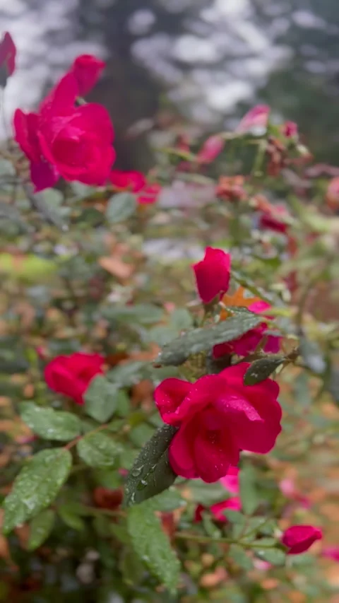 Roses Stock Footage 285661059