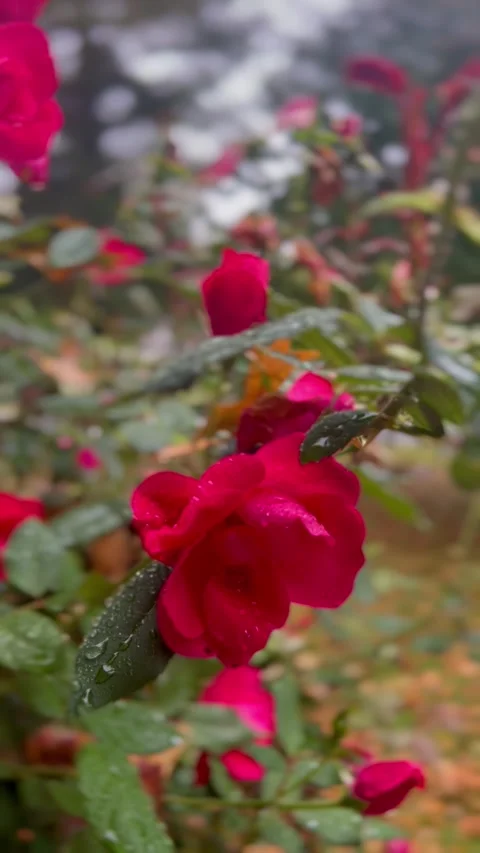 Roses Stock Footage 285661061