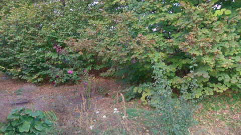 Roses In The Forest Stock Footage 166151530