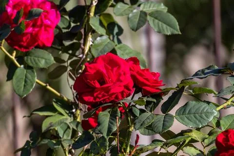 Roses in Full Bloom Stock Photos