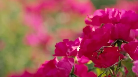 Roses in the garden with blurry background Video stock 76663221