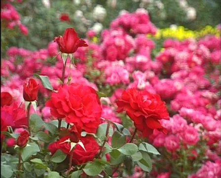 Roses in the garden 스톡 동영상 560071