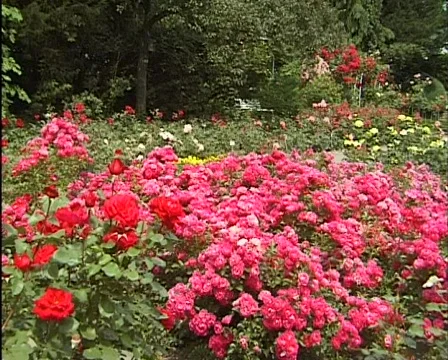 Roses in the garden 库存影片 560081