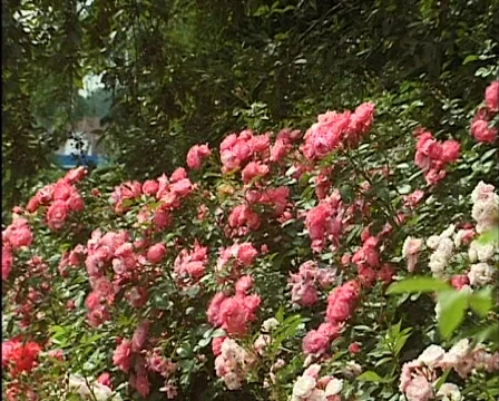 Roses in the garden 库存影片 560087