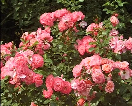 Roses in the garden 库存影片 560091