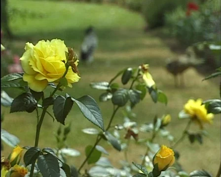 Roses in the garden 스톡 동영상 560139