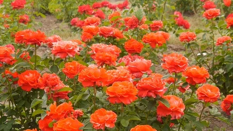 Roses in the garden. Stock Footage
