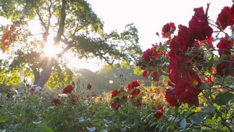 Roses in the garden Video stock 86527133