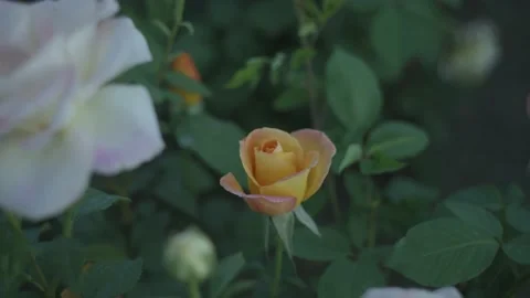 Roses in the garden Stock Footage 194909778