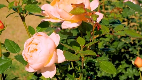 Roses in the garden Stock Footage 237028141