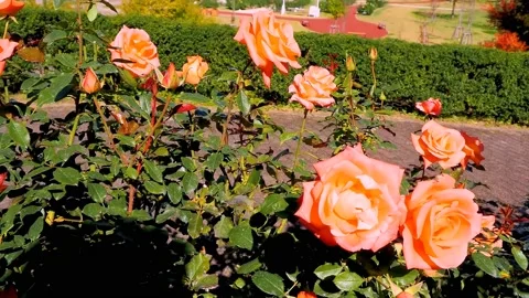 Roses in the garden Stock Footage 237028142