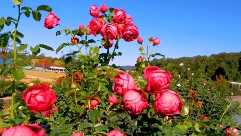 Roses in the garden Stock Footage 237028461