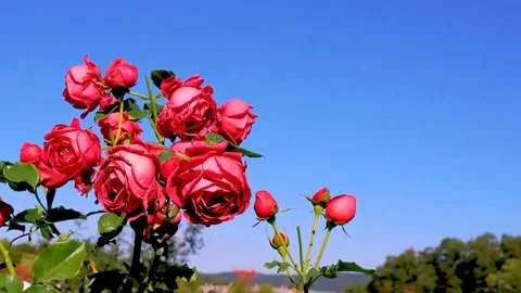Roses in the garden Stock Footage 237028462