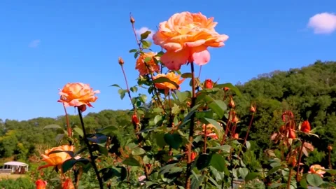 Roses in the garden Stock Footage 237029122
