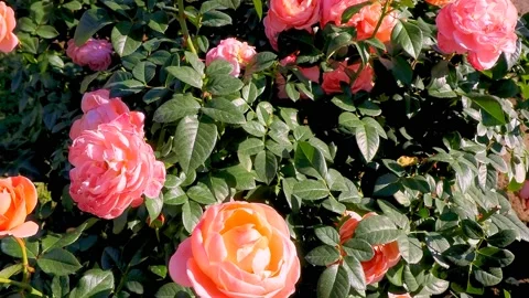 Roses in the garden Stock Footage 237029124