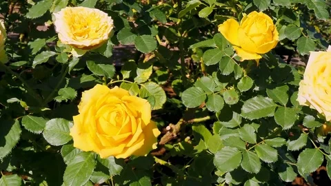 Roses in the garden Stock Footage 237029423