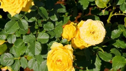 Roses in the garden Stock Footage 237029927