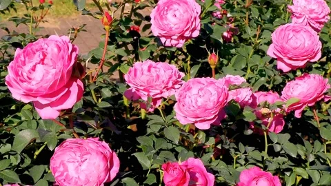 Roses in the garden Stock Footage 237029931