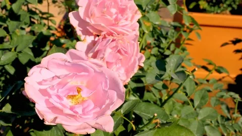 Roses in the garden Stock Footage 237029932