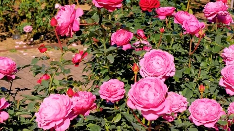 Roses in the garden Stock Footage 237030119