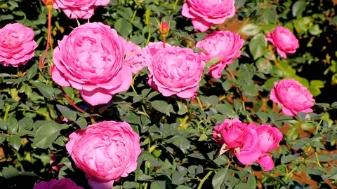 Roses in the garden Stock Footage 237030120