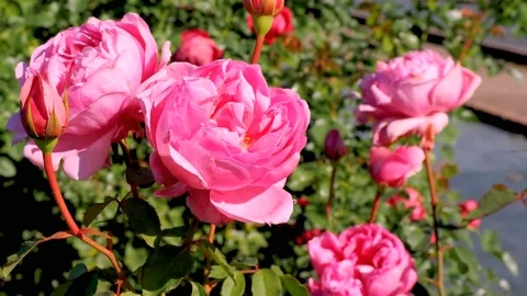 Roses in the garden Stock Footage 237030122