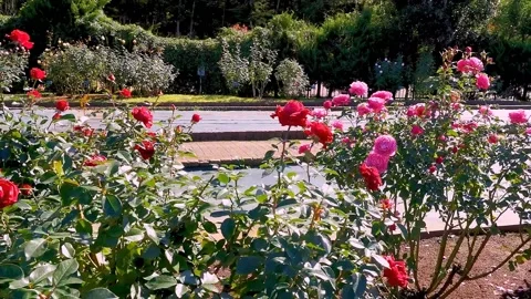 Roses in the garden Stock Footage 237030224
