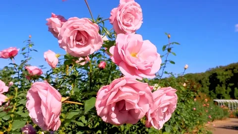 Roses in the garden Stock Footage 237038520