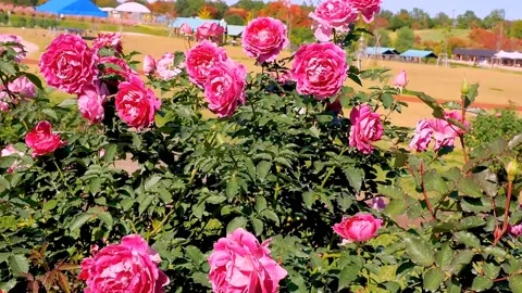 Roses in the garden Stock Footage 237038521