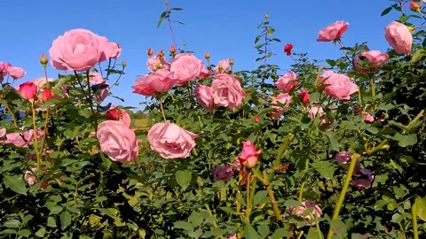 Roses in the garden Stock Footage 237038522