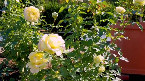 Roses in the garden Stock Footage 237038676