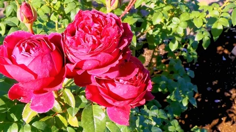 Roses in the garden Stock Footage 237038677